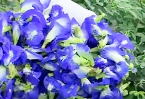 حصاد الشاى الازرق بالبحيرة حصاد الشاى الازرق بالبحيرة