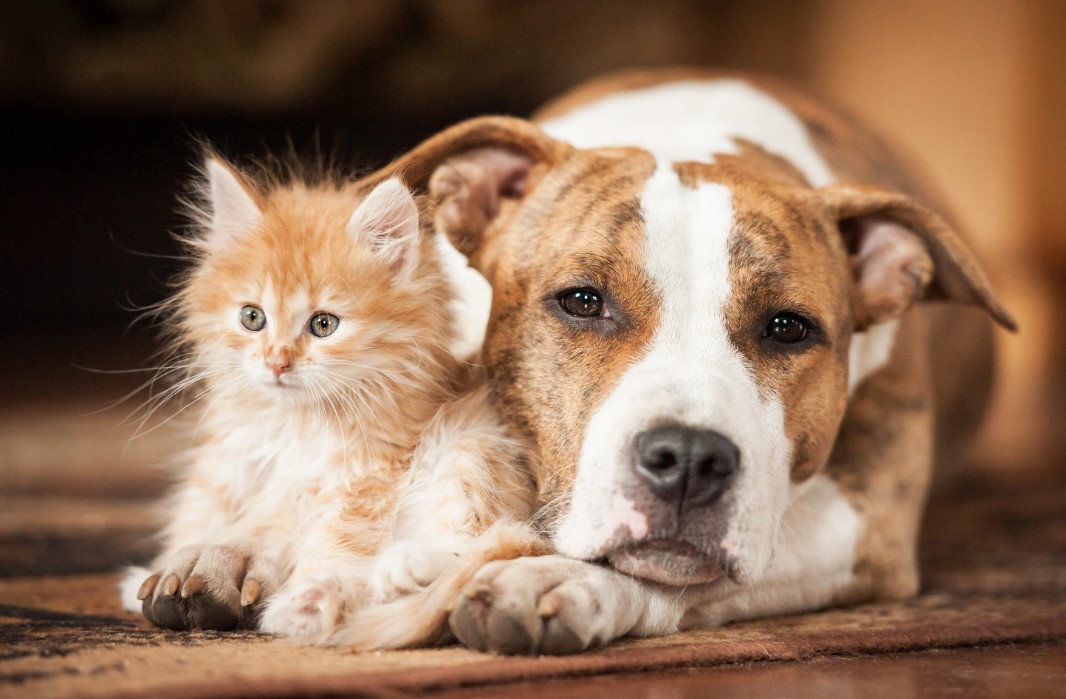 حظر لحوم الكلاب والقطط