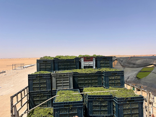 297054-طحالب-الأزولا-أرخص-علف-حيوانى-وداجني-يدعم-احتياجات-الماشية-والدواجن-(10)