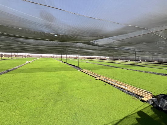 428433-طحالب-الأزولا-أرخص-علف-حيوانى-وداجني-يدعم-احتياجات-الماشية-والدواجن-(2)