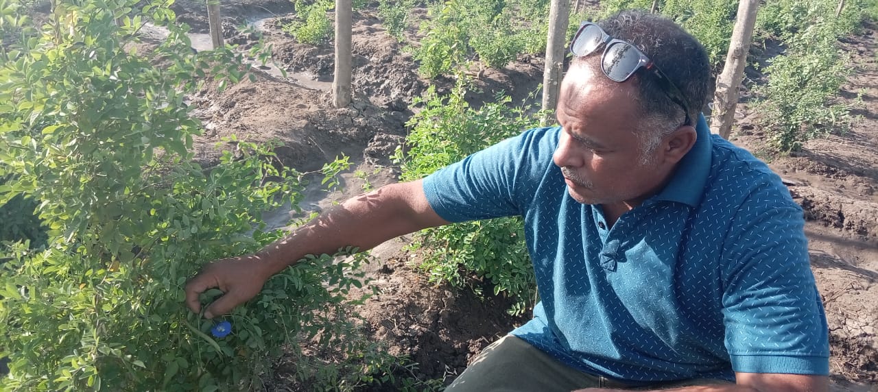 جانب من حصاد الشاى بمزارع محافظة البحيرة جانب من حصاد الشاى بمزارع محافظة البحيرة