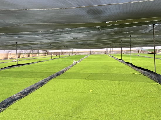 440576-طحالب-الأزولا-أرخص-علف-حيوانى-وداجني-يدعم-احتياجات-الماشية-والدواجن-(1)