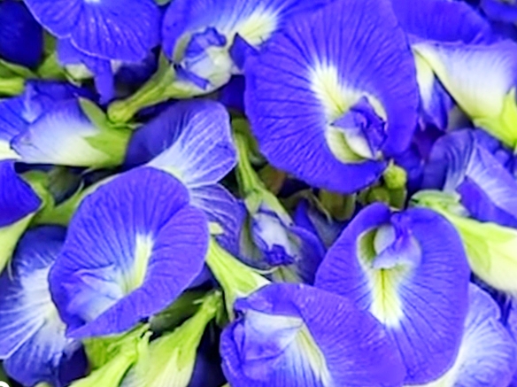 جانب من حصاد الشاى الازرق بالبحيرة جانب من حصاد الشاى الازرق بالبحيرة