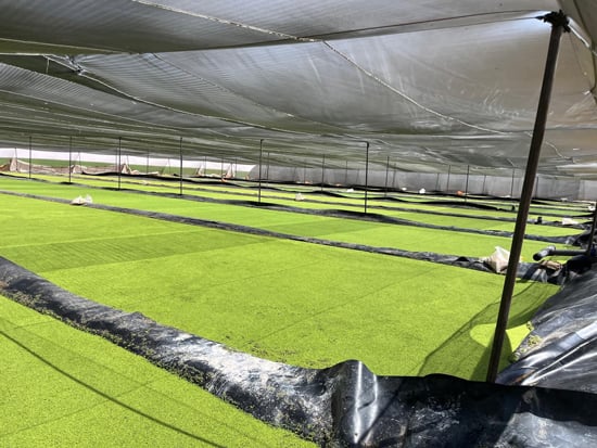 447327-طحالب-الأزولا-أرخص-علف-حيوانى-وداجني-يدعم-احتياجات-الماشية-والدواجن-(9)