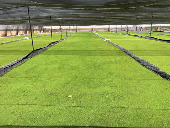 576882-طحالب-الأزولا-أرخص-علف-حيوانى-وداجني-يدعم-احتياجات-الماشية-والدواجن-(4)