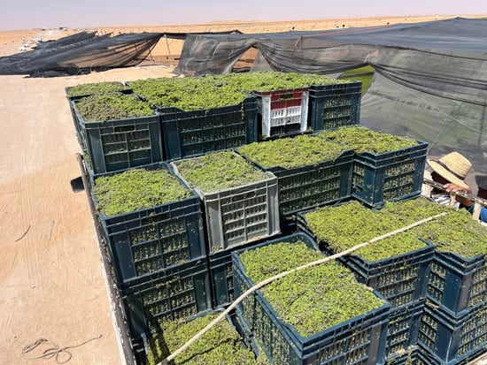 575174-طحالب-الأزولا-أرخص-علف-حيوانى-وداجني-يدعم-احتياجات-الماشية-والدواجن-(5)