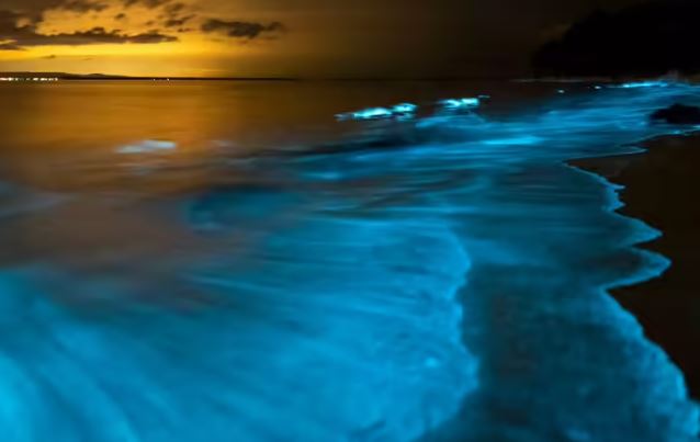 هذه الشواطئ الهندية الجميلة تتوهج في الظلام (1)