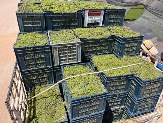 668721-طحالب-الأزولا-أرخص-علف-حيوانى-وداجني-يدعم-احتياجات-الماشية-والدواجن-(8)