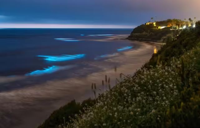 هذه الشواطئ الهندية الجميلة تتوهج في الظلام (7)