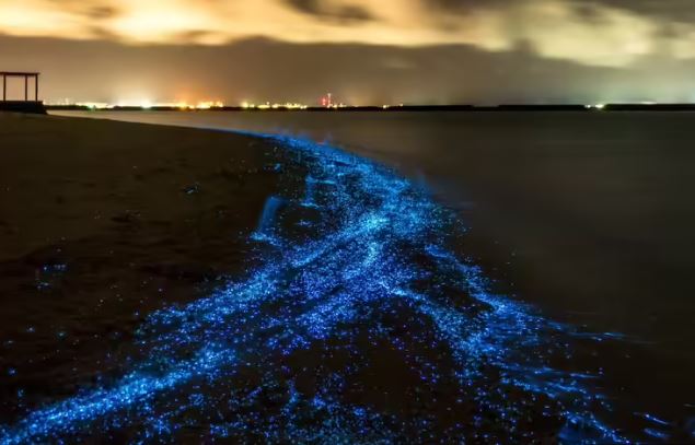 هذه الشواطئ الهندية الجميلة تتوهج في الظلام (2)