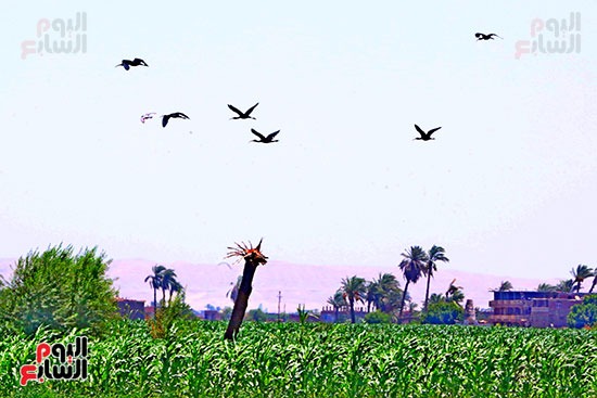 طائر أبو منجل اللامع يحلق فى سماء أسيوط