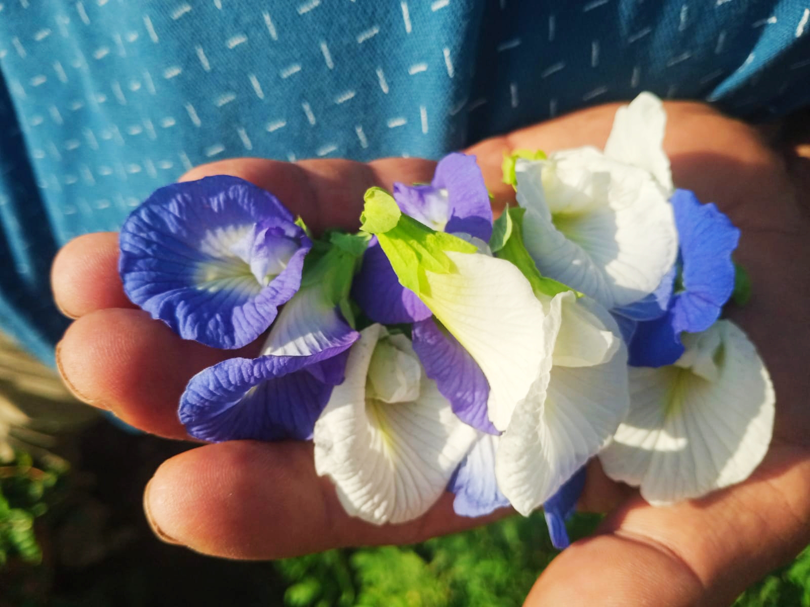 شاى ازرق وابيض بمزارع البحيرة شاى ازرق وابيض بمزارع البحيرة