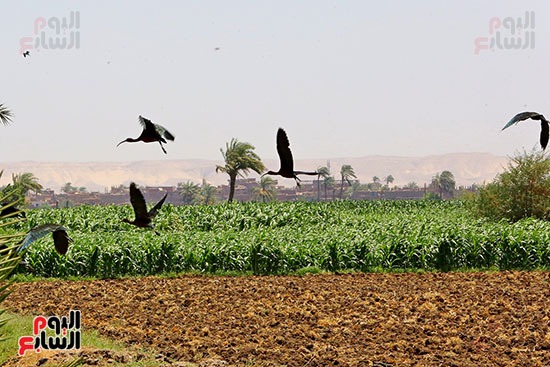 ظهور أبو منجل اللامع فى قرية موشا باسيوط