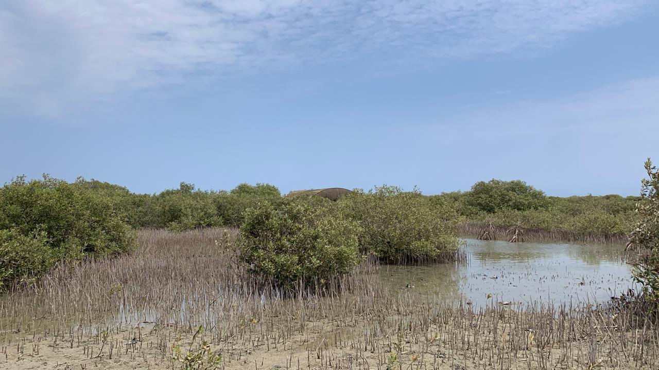 أشجار المانجروف فى القلعان