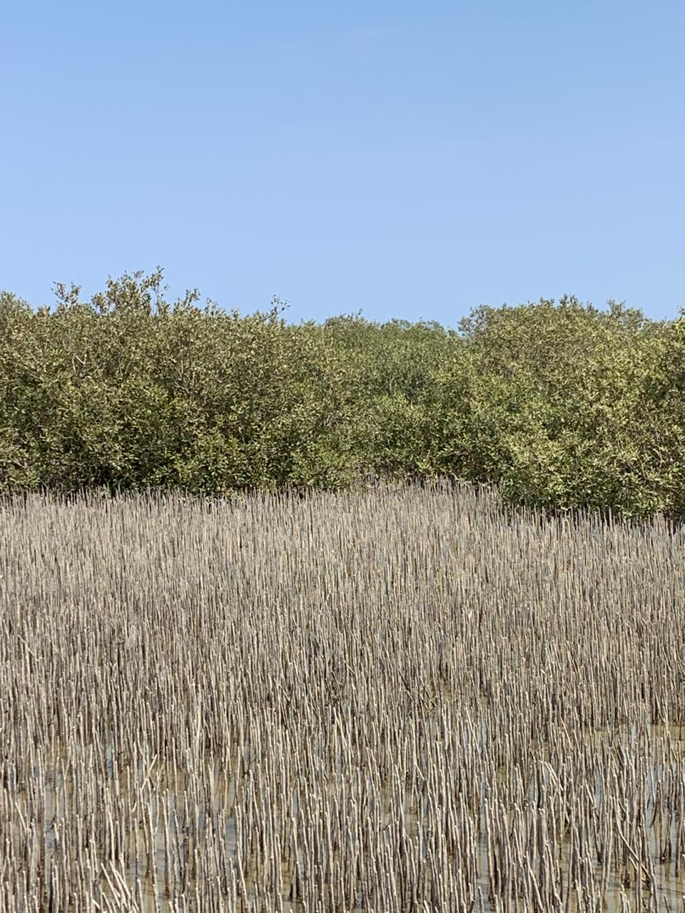 زراعات المانحروف حضانات الكائنات