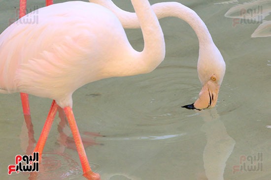 شياكة منظر الفلامنجو تبهر الناظرين