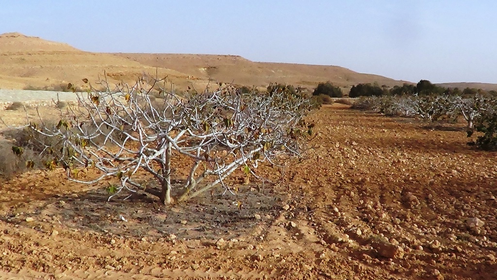 حصاد أمطار الشتاء لاستخدامها في الشرب والزراعة