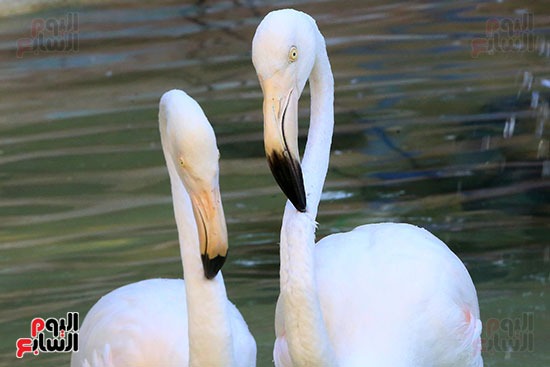 خلال موسهم هجرة الطيور بمصر