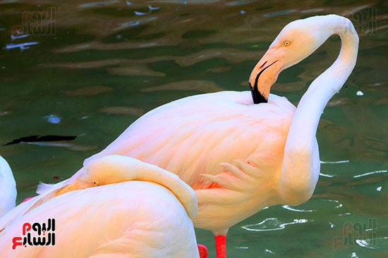 الفلامنجو احد الطيور المهاجرة