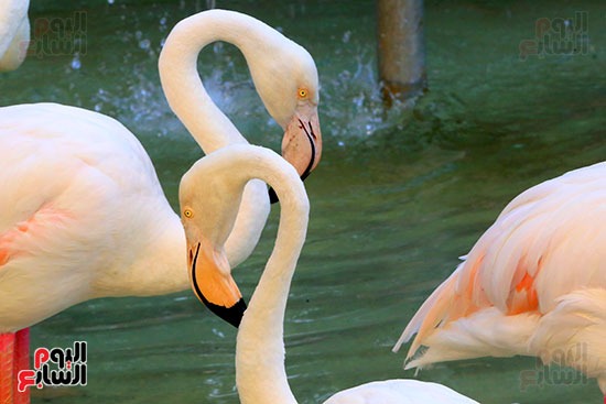 رشاقته تجعله ذو مظهر خلاب الفلامنجو