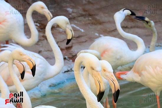 الفلامنجو بشكله الابيض والوردى