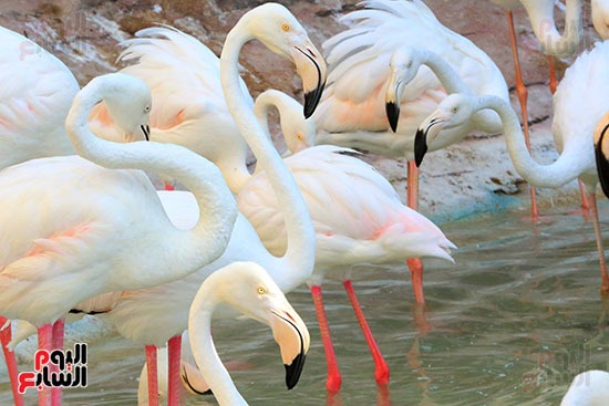 طائر الفلامنجو الطائر الرشيق