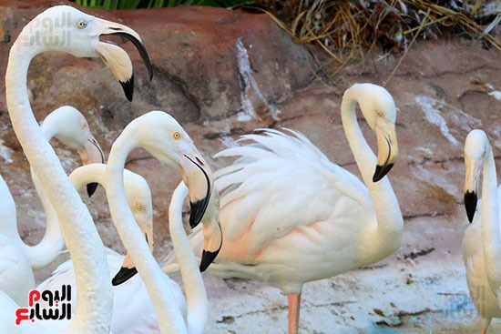 مصر قبلة الطيور المهاجرة