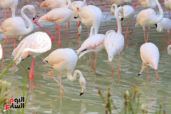 اجمل الطيور المهاجرة  الفلامنجو
