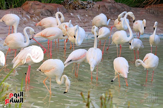 وزارة البيئة توثق رحلة الفلامنجو