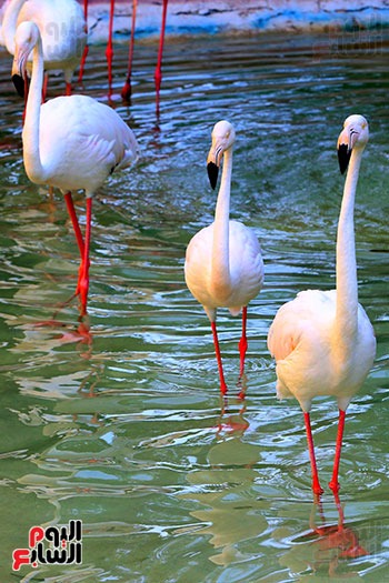 كاميرا اليوم السابع ترصد هجرة طائر الفلامنجو
