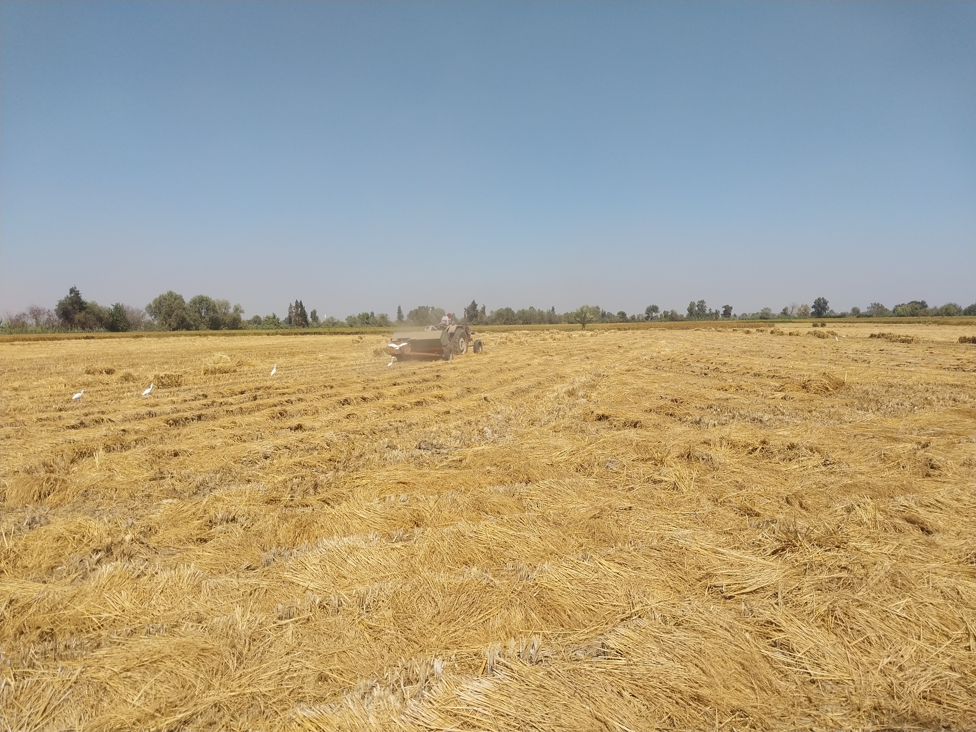 قش الارز قش الارز