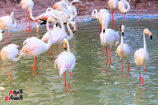 سبحان الله فى خلقة الفلامنجو اجمل الطيور