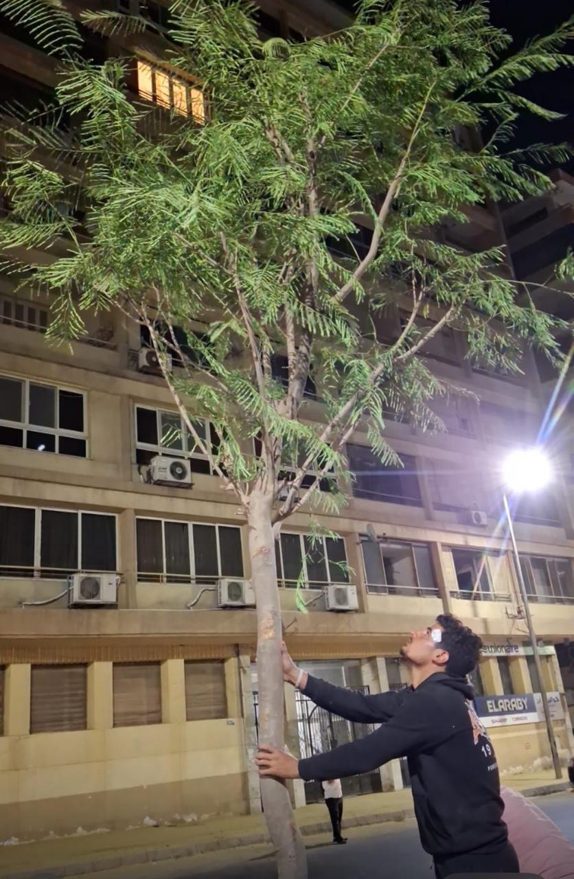 إزالة النخيل