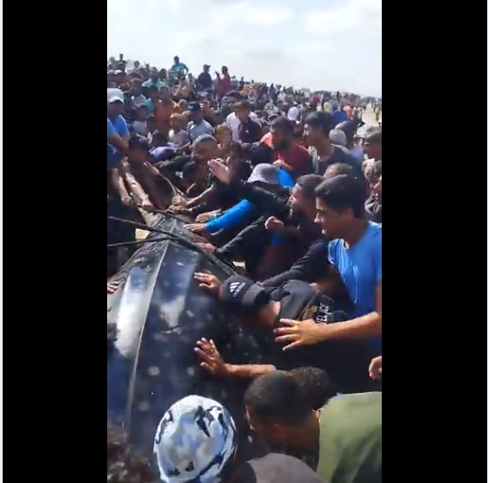 سمكة على شاطئ بحر خان يونس 