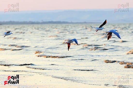 سياحة مشاهدة الطيور المهاجرة