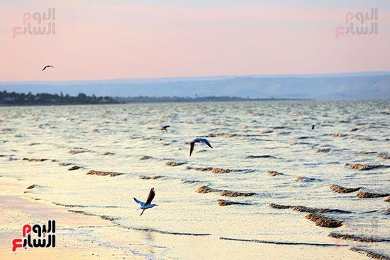 هجرة الطيور مرتين فى السنه