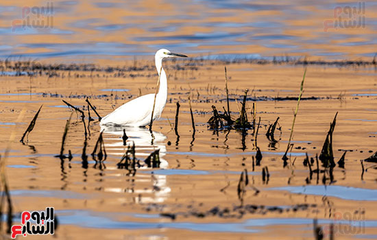طيور-مهاجرة-فى-أسوان