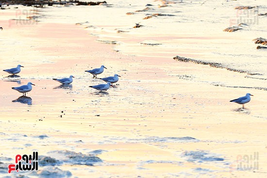 اسراب الطيور تعانق سماء البحيرة