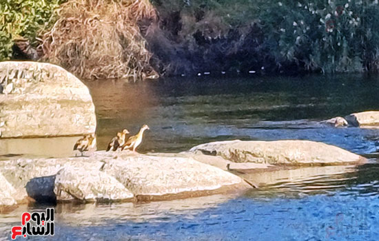 استراحة-الطيور