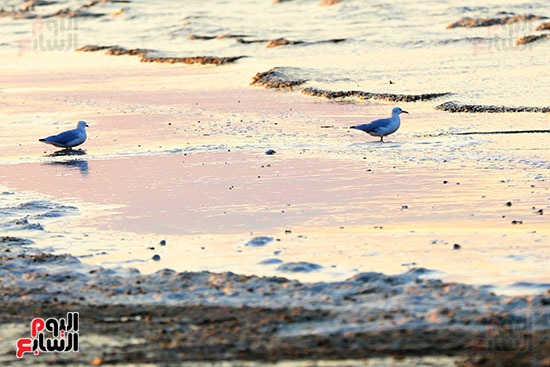 اسراب الطيور تغازل مياه بحيرة قارون