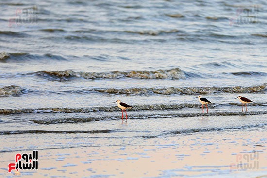 الطيور المهاجرة