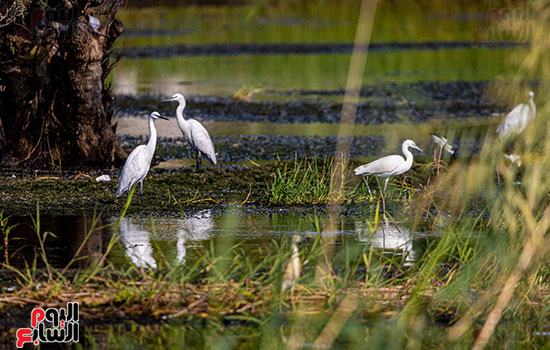طيور-فى-أسوان