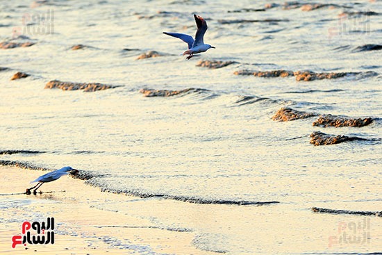 لوحة ربانية للطيور المهاجرة ببحيرة قارون