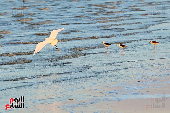 الاجانب  يعشقون سياحة الطيور