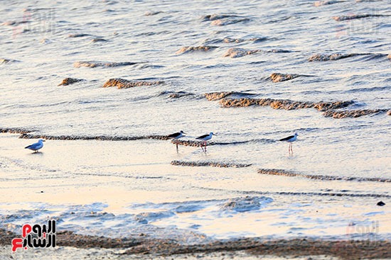 طيور مهاجرة