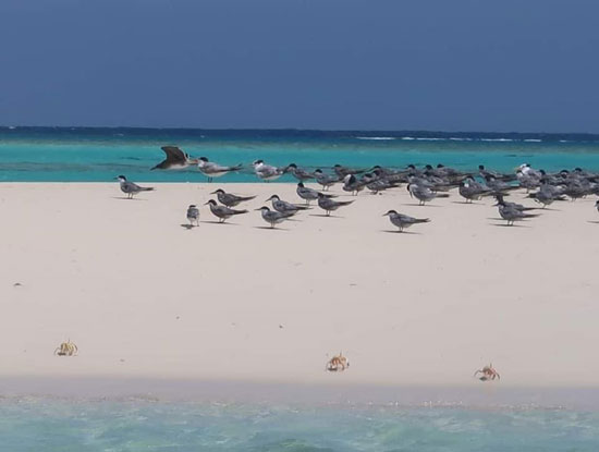 الطيور علي شواطئ المحمية
