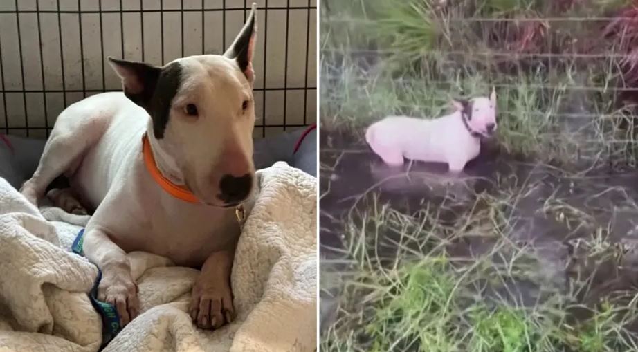 الكلب تروبر