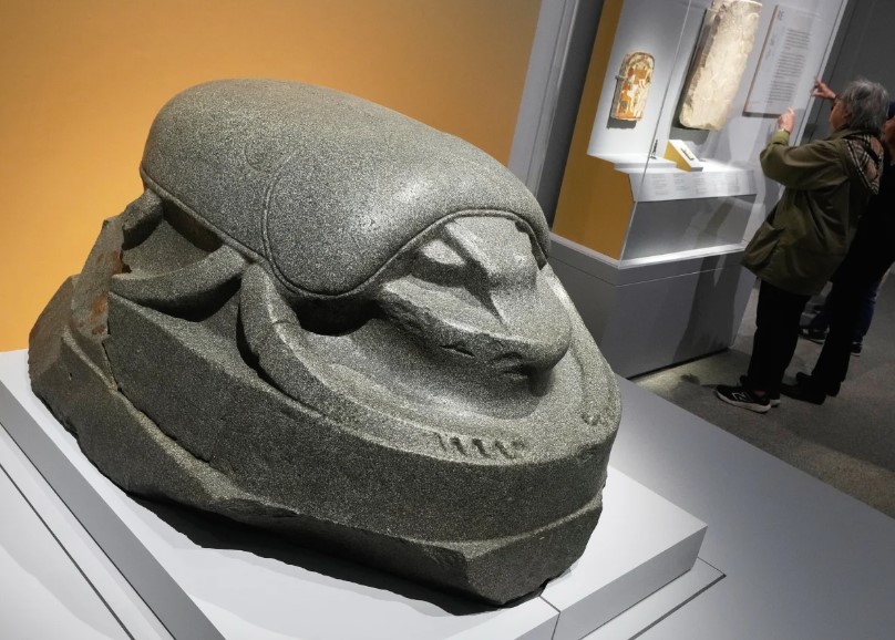 خنفساء معروضة فى متحف خنفساء معروضة فى متحف