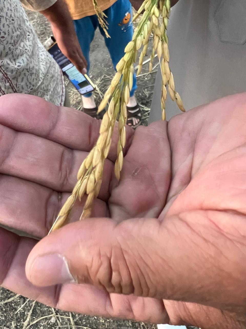 الارز البسمتي