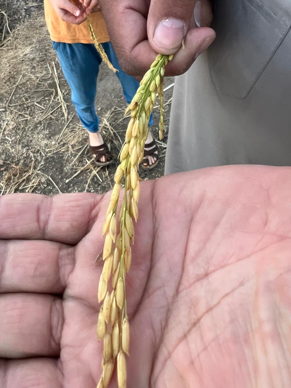 سبله الأرز البسمتي قبل فترة من الحصاد